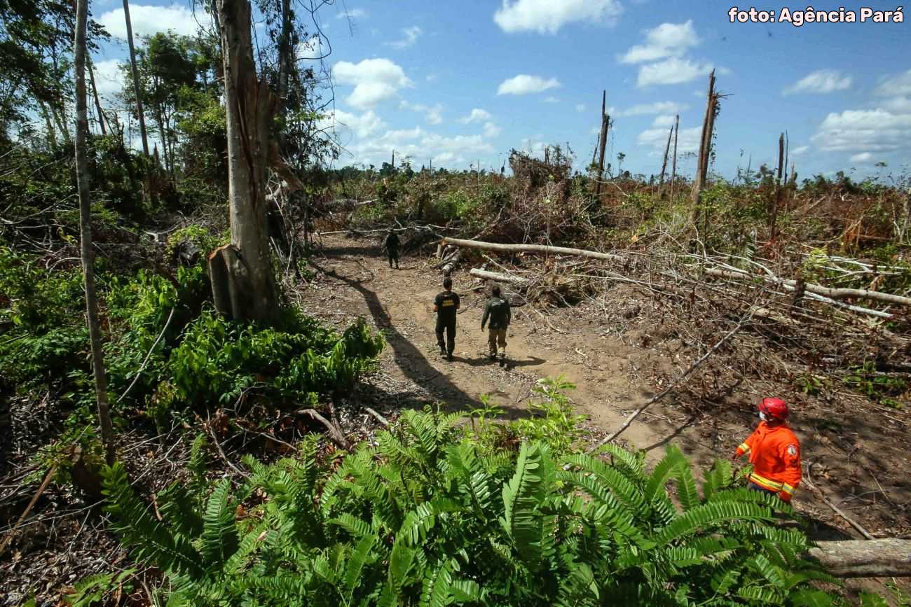 Desmatamento da Amazônia gera degradação ambiental e baixo desenvolvimento