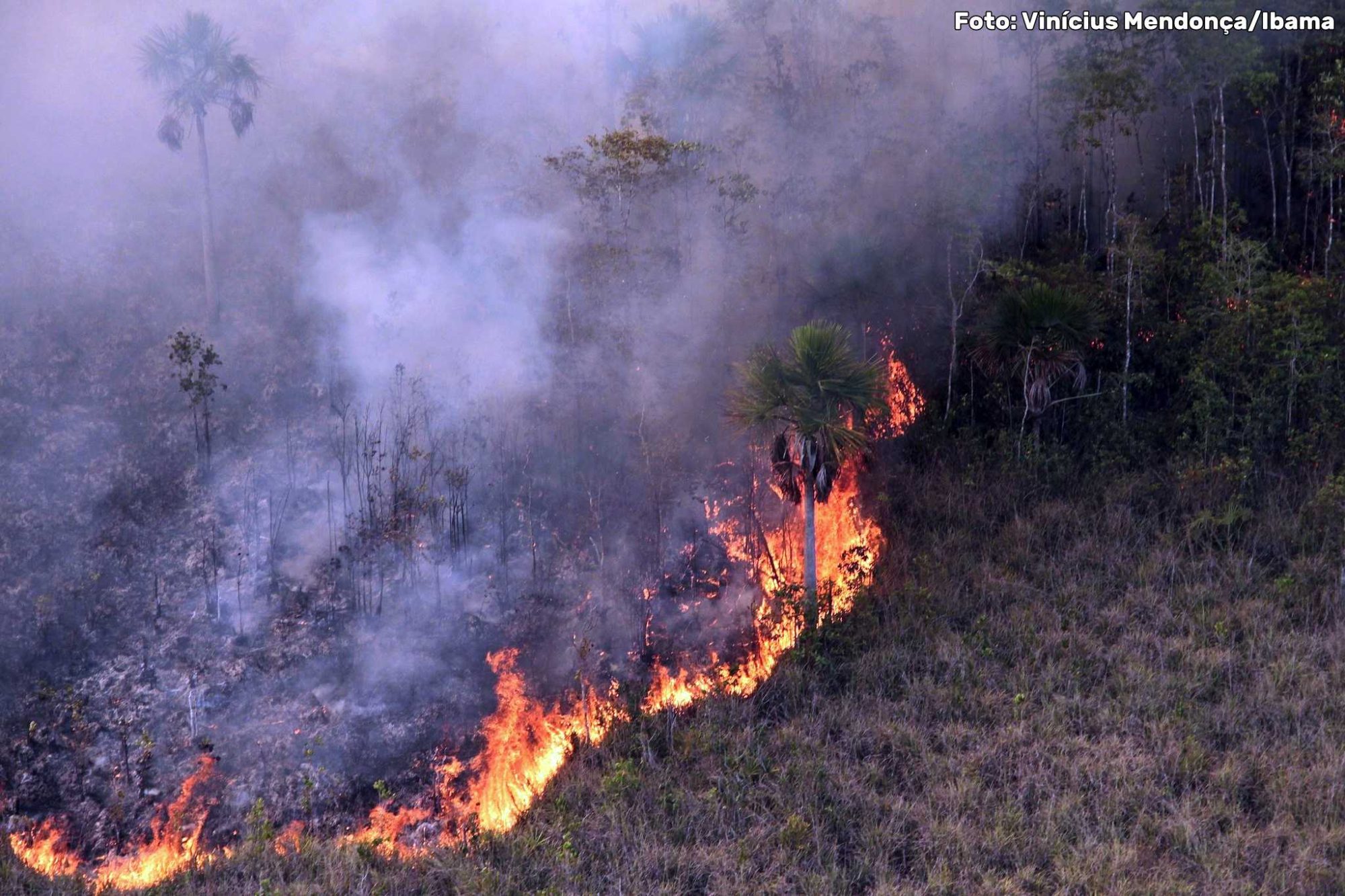 Lideranças empresariais lançam ‘Pacto econômico com a natureza’
